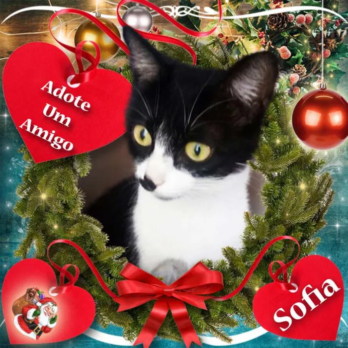 Gato ra a SRD idade 2 a 6 meses nome 3 Gatinhas
