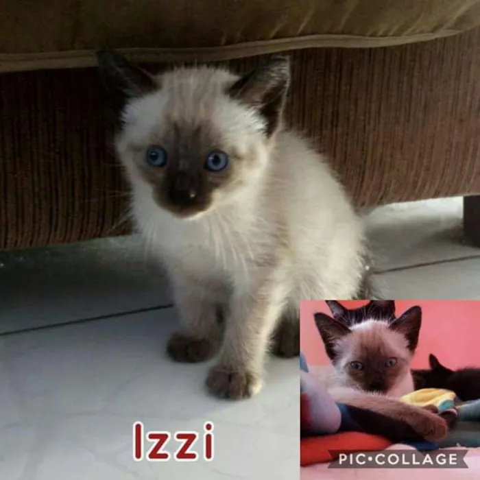 Gato ra a SRD idade 2 a 6 meses nome 3 Gatinhas