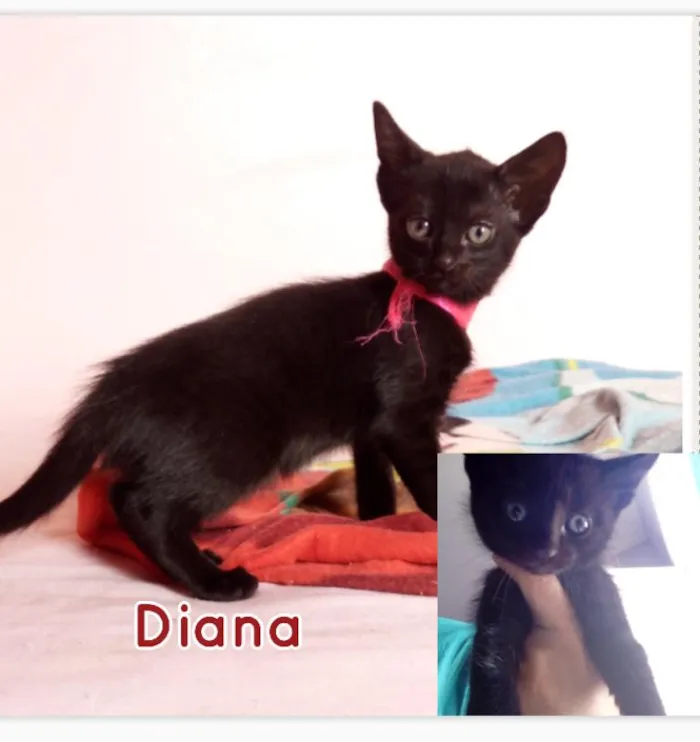 Gato ra a SRD idade 2 a 6 meses nome 3 Gatinhas