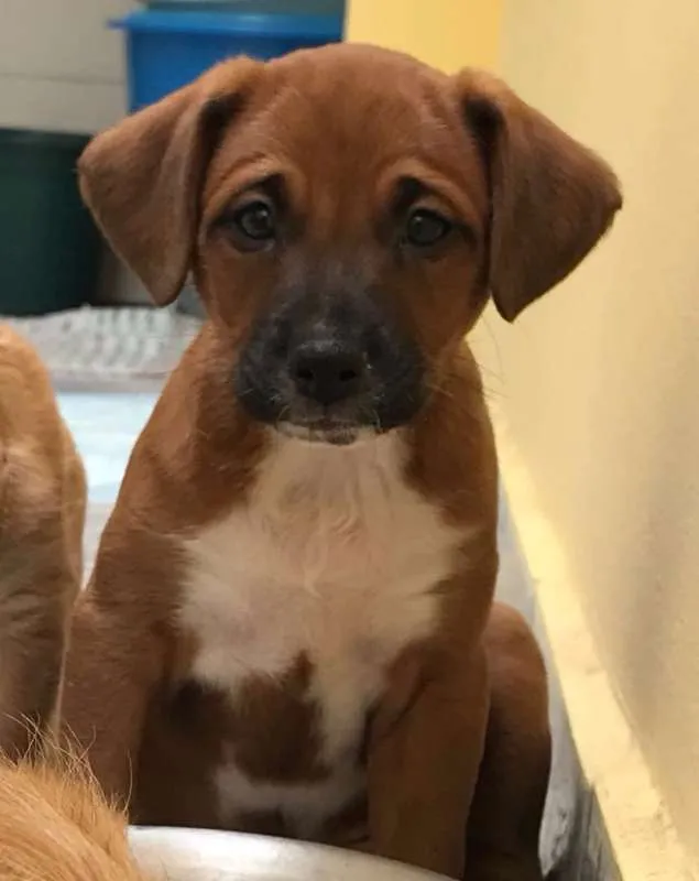Cachorro ra a SRD idade 2 a 6 meses nome Biondo