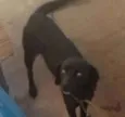 Mel
