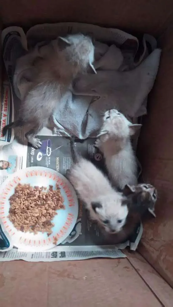 Gato ra a  idade Abaixo de 2 meses nome Nao dei nomes ainda