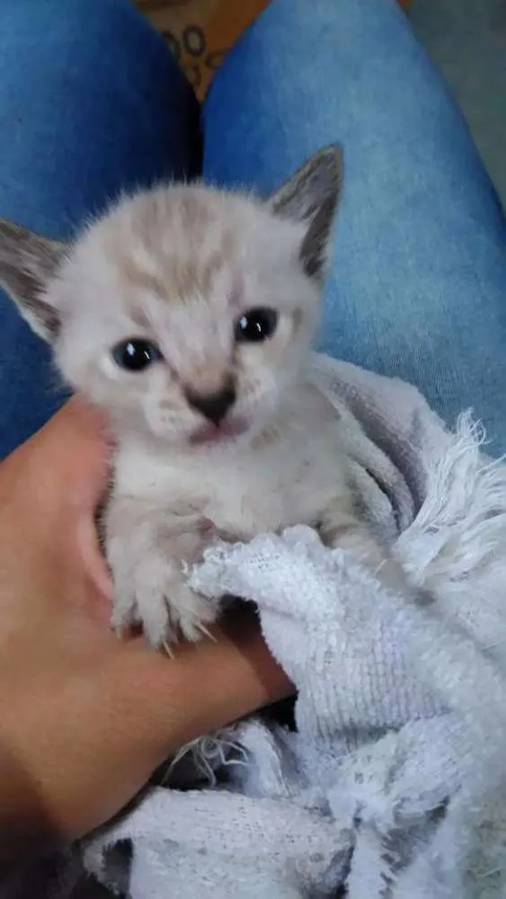 Gato ra a  idade Abaixo de 2 meses nome Nao dei nomes ainda