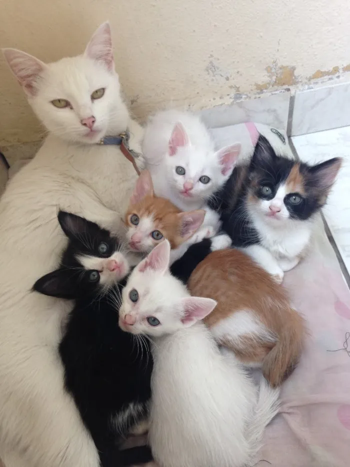 Gato raça Indeterminado  idade Abaixo de 2 meses nome Não tem nomes ainda 
