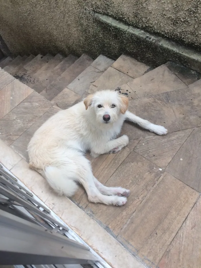 Cachorro raça Srd e mistura de labrador idade 7 a 11 meses nome Bolt e laguertha