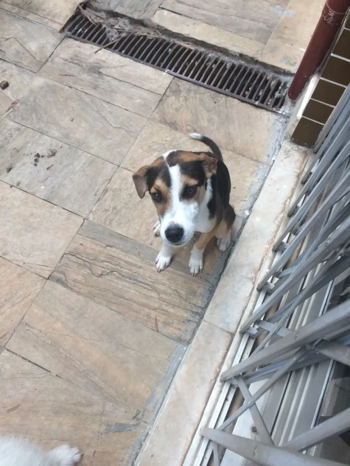 Cachorro raça Srd e mistura de labrador idade 7 a 11 meses nome Bolt e laguertha