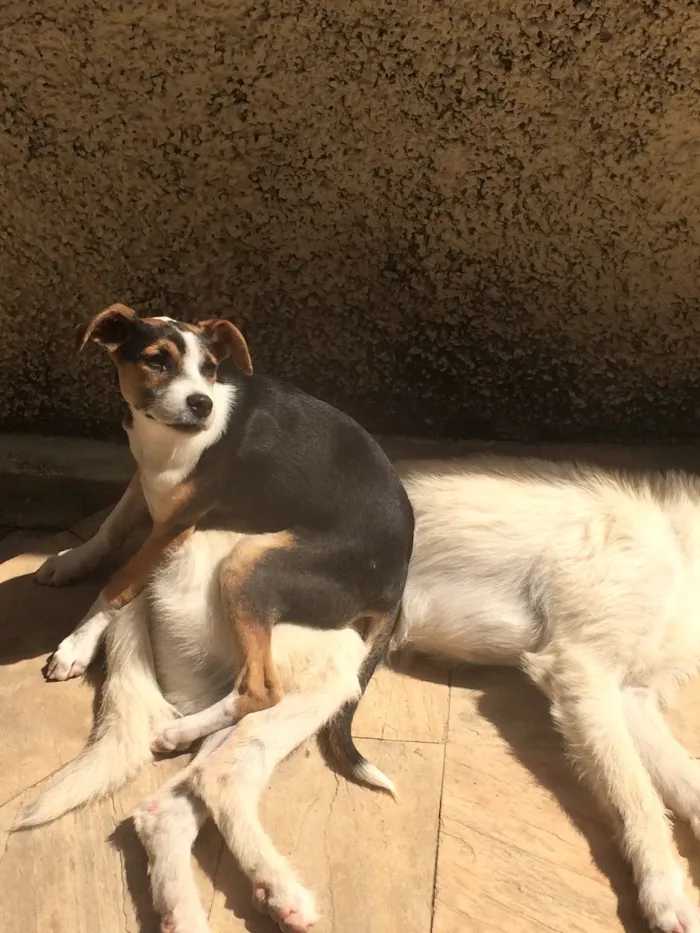 Cachorro raça Srd e mistura de labrador idade 7 a 11 meses nome Bolt e laguertha