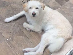 Cachorro raça Srd e mistura de labrador idade 7 a 11 meses nome Bolt e laguertha