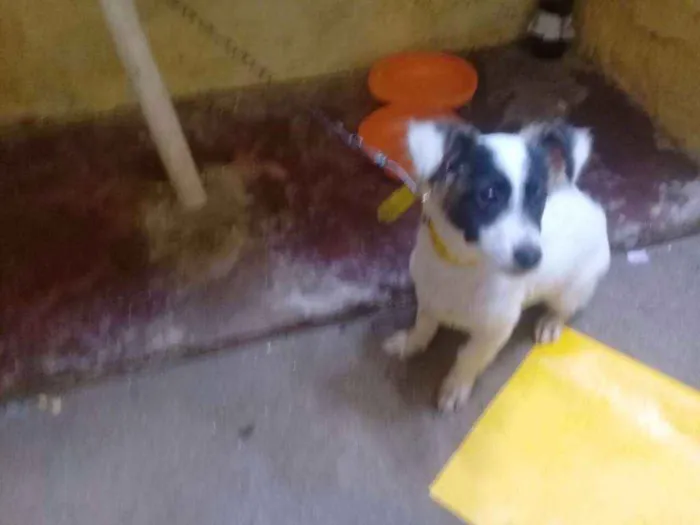 Cachorro ra a Srd idade 2 a 6 meses nome Sem nome