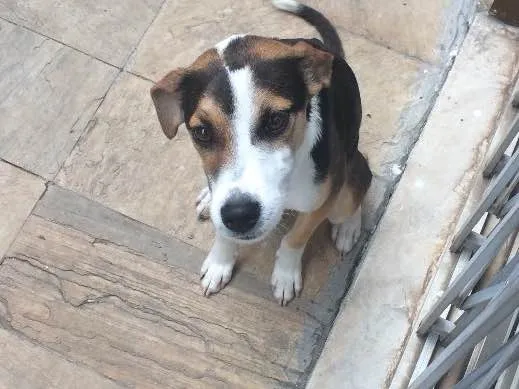 Cachorro raça Srd e mistura de labrador idade 7 a 11 meses nome Bolt e laguertha