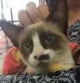 Gatinha abandonada