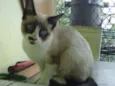 Gatinha abandonada