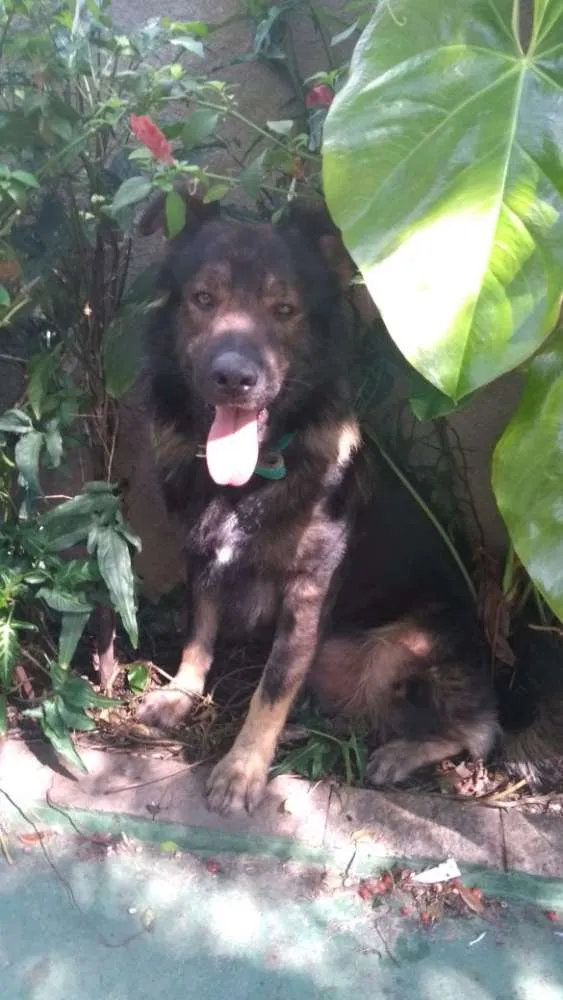 Cachorro ra a Sem raça definida  idade 1 ano nome Bonitão