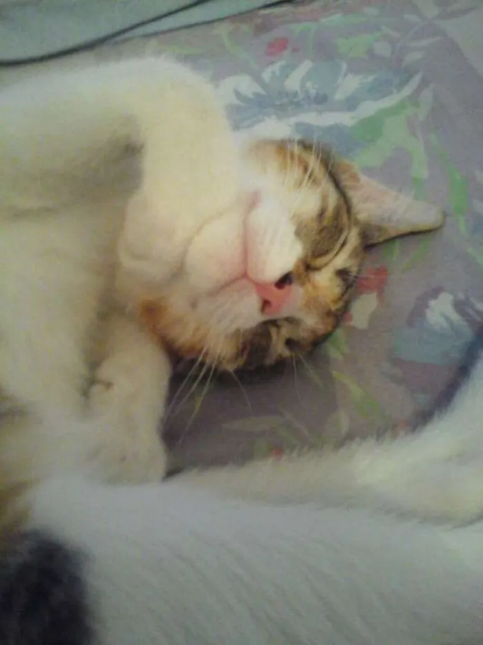 Gato ra a Srd idade 2 a 6 meses nome Filhotinha abandonad