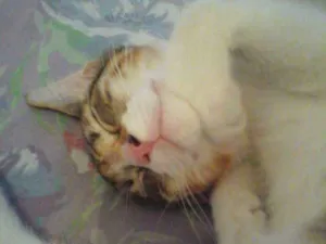 Gato raça Srd idade 2 a 6 meses nome Filhotinha abandonad