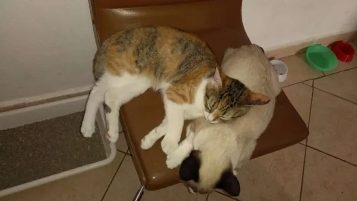 Gato ra a Srd idade 2 a 6 meses nome Filhotinha abandonad