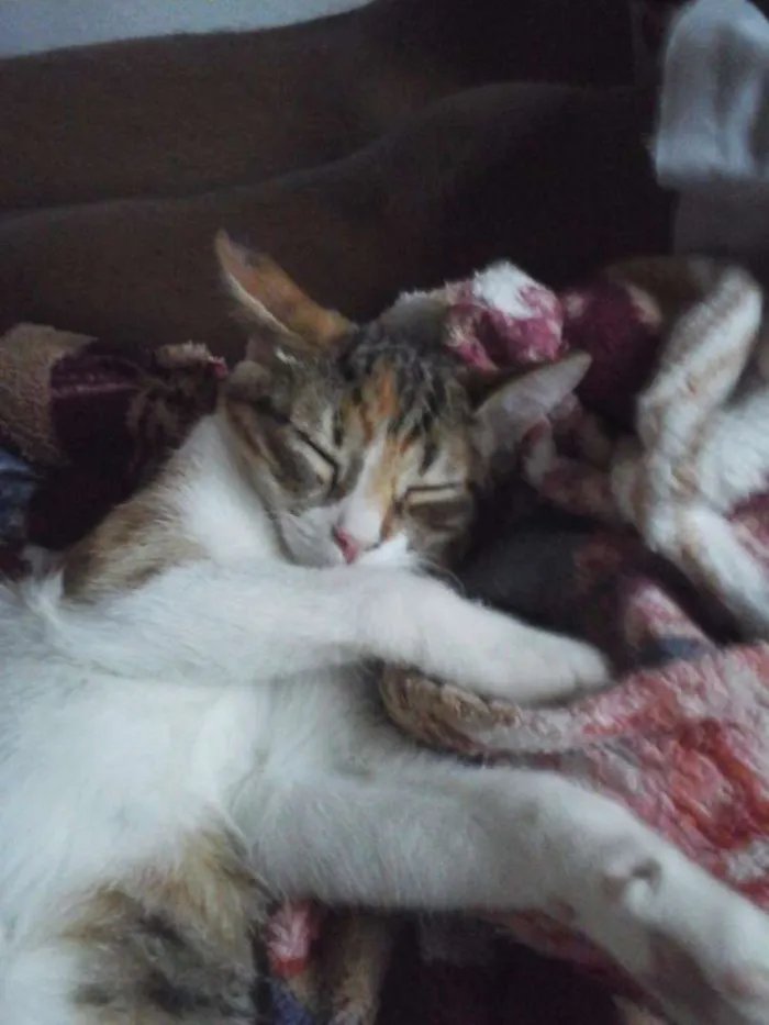 Gato ra a Srd idade 2 a 6 meses nome Filhotinha abandonad