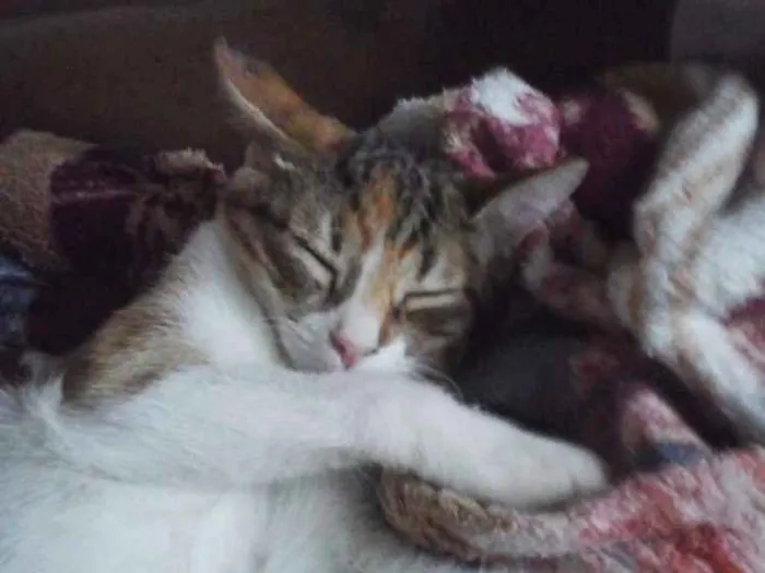 Gato ra a Srd idade 2 a 6 meses nome Filhotinha abandonad