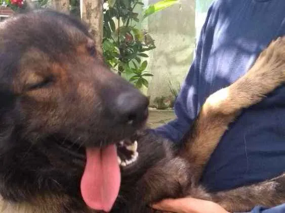 Cachorro ra a Sem raça definida  idade 1 ano nome Bonitão