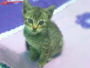 Gato raça Não sei idade Abaixo de 2 meses nome Nenem