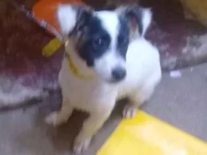 Cachorro raça Srd idade 2 a 6 meses nome Sem nome