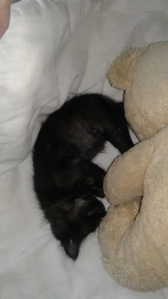 Gato ra a vira-lata idade Abaixo de 2 meses nome Nina