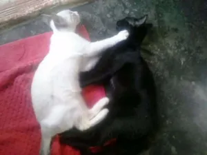 Gato raça  idade 2 a 6 meses nome Abel, Abby e Abigail