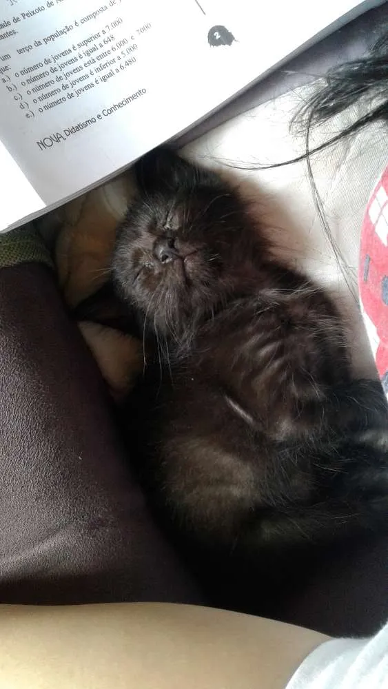 Gato ra a vira-lata idade Abaixo de 2 meses nome Nina