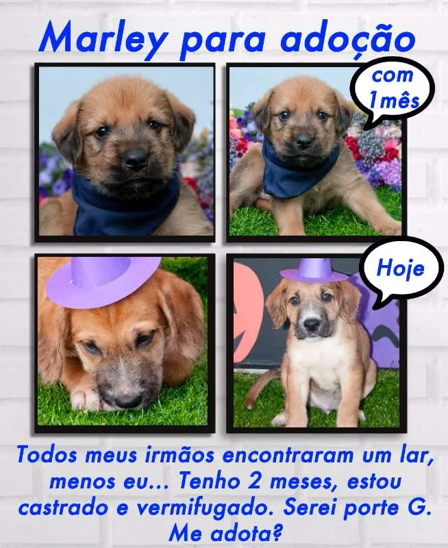 Cachorro ra a SRD idade Abaixo de 2 meses nome Marley
