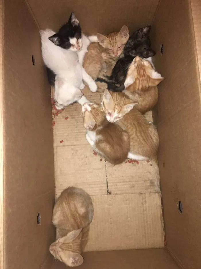 Gato raça  idade  nome Sem nome