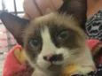 Gatinha abandonada