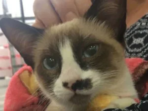 Gato raça Siamês idade 2 a 6 meses nome Gatinha abandonada