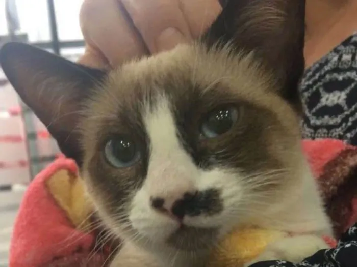 Gato ra a Siamês idade 2 a 6 meses nome Gatinha abandonada