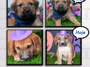 Cachorro raça SRD idade Abaixo de 2 meses nome Marley