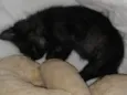 Nina