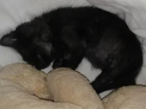 Gato raça vira-lata idade Abaixo de 2 meses nome Nina