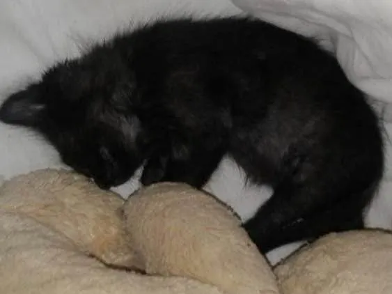 Gato ra a vira-lata idade Abaixo de 2 meses nome Nina