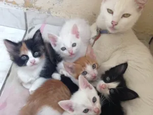 Gato raça Indeterminado  idade Abaixo de 2 meses nome Não tem nomes ainda 