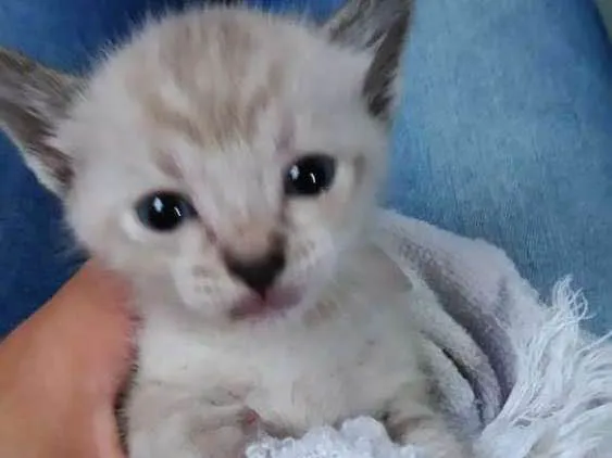 Gato ra a  idade Abaixo de 2 meses nome Nao dei nomes ainda