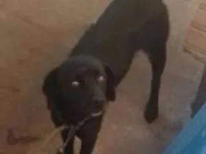 Cachorro raça vira-lata idade 5 anos nome Mel