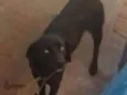 Mel