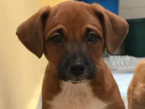 Cachorro raça SRD idade 2 a 6 meses nome Biondo