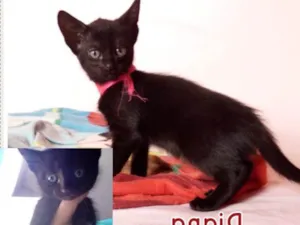 Gato raça SRD idade 2 a 6 meses nome 3 Gatinhas