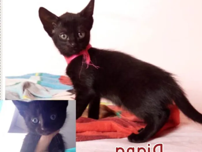 Gato ra a SRD idade 2 a 6 meses nome 3 Gatinhas