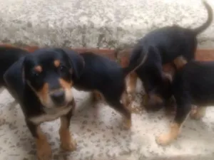 Cachorro raça SRD idade 2 a 6 meses nome não tem 