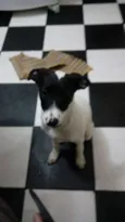 Xuxa