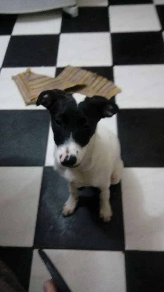Cachorro ra a Vira lata  idade 2 a 6 meses nome Xuxa