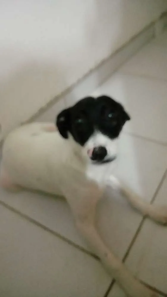 Cachorro ra a Vira lata  idade 2 a 6 meses nome Xuxa