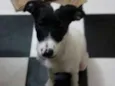 Xuxa