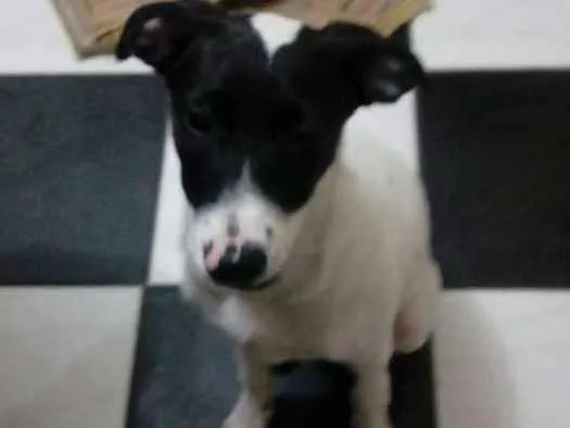 Cachorro ra a Vira lata  idade 2 a 6 meses nome Xuxa